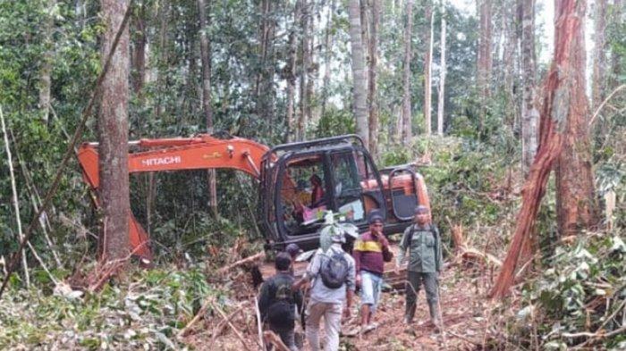 Hutan Tnbt Di Kabupaten Indragiri Hulu Riau