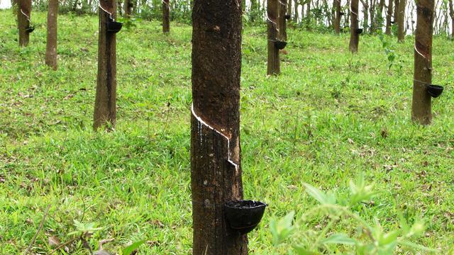 039154000 1428632238 Pohon Karet 1 201504010 Johan 1