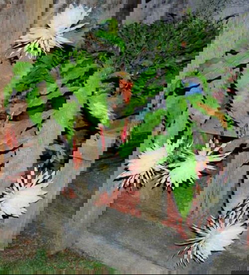 1. Queen Of The Night 1 2