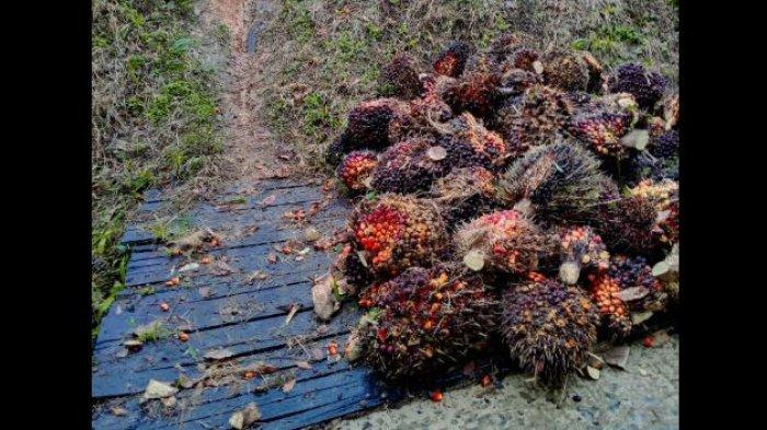 10032025 Tbs Kelapa Sawit 1