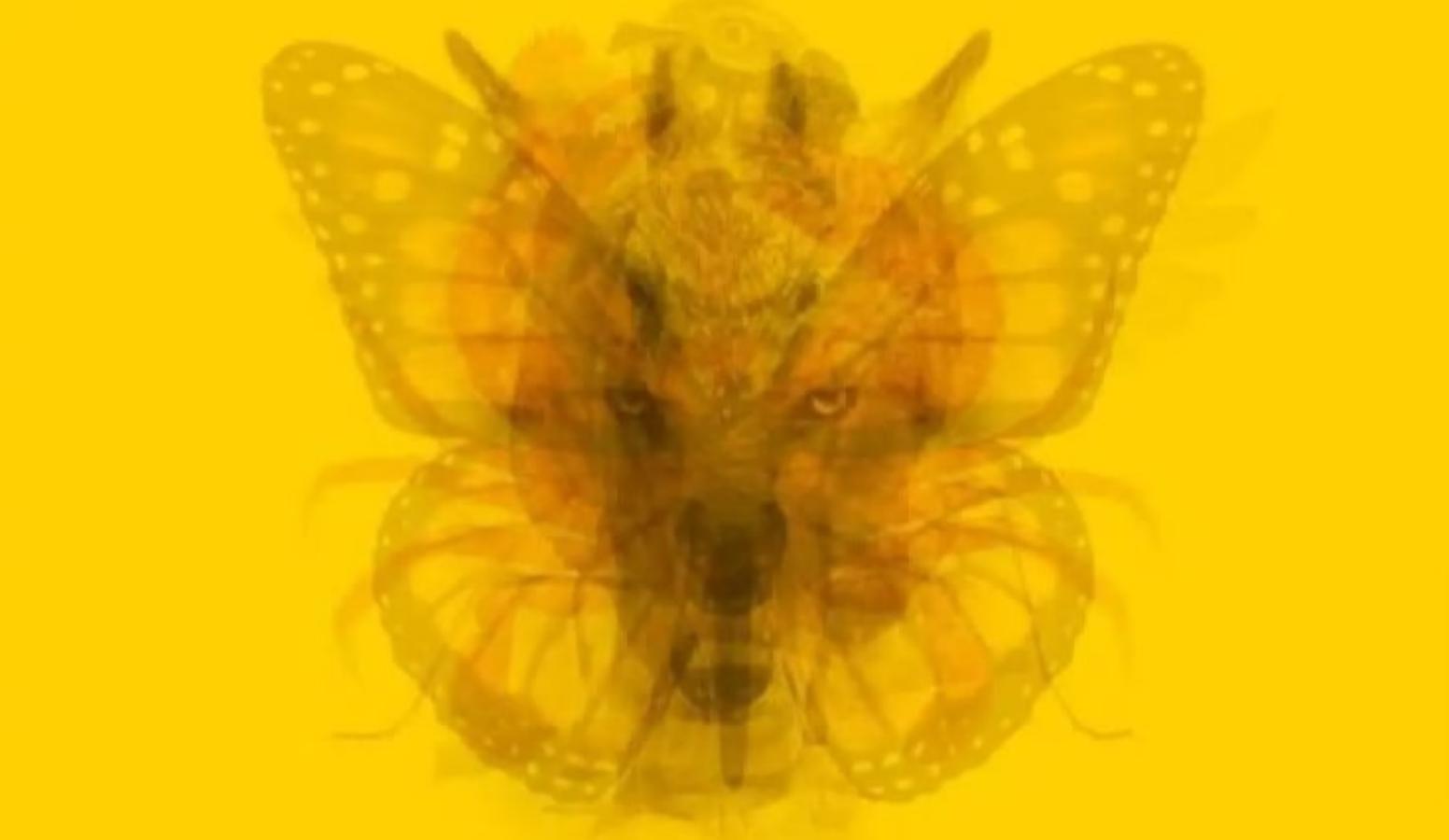 23 Tes Kepribadian Hewan