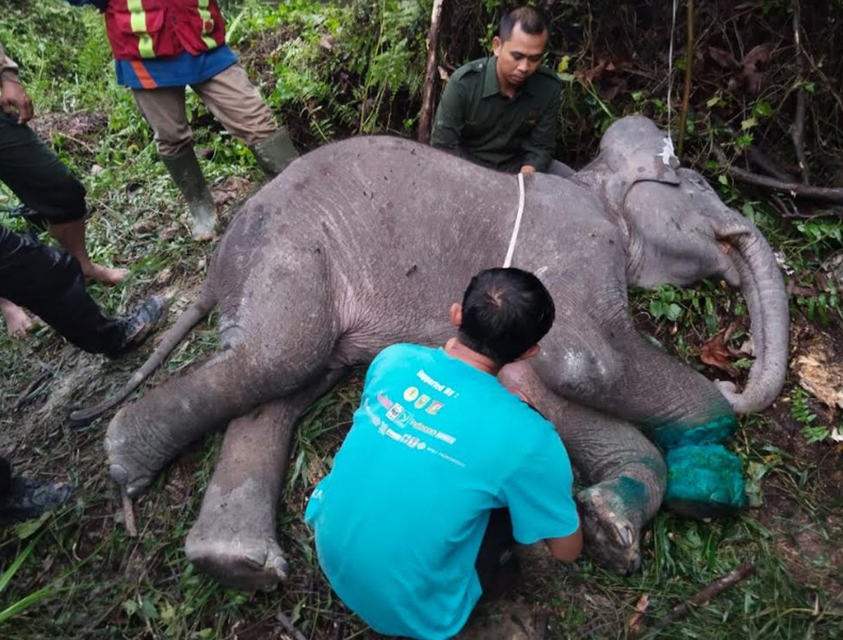 Anak Gajah Di Riau Mati Mengenaskan Diduga Kena Jerat 8ilxrllgkc 1