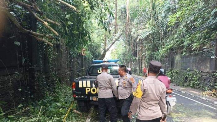 Aparat Kepolisian Polsek Ubud Gianyar Bali Mengevakuasi Pohon Tumbang 2