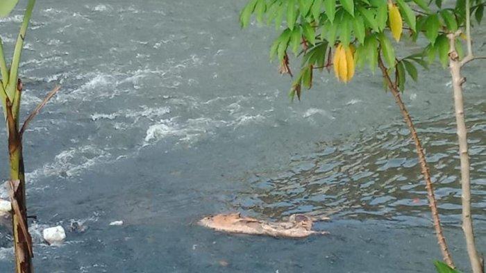 Bangkai Babi Rantepao 1862023 2