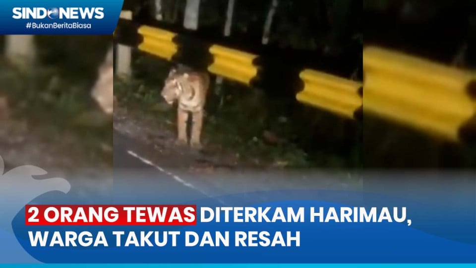 Dua Orang Jadi Korban Keganasan Harimau Warga Lampung Barat Resah Dan Takut Beraktivitas Out 1