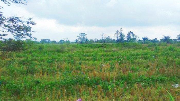 Ilalang Dan Semak Yang Menyelimuti Berbagai Sisi Di Landasan Udara Rondohaim Saragih 1