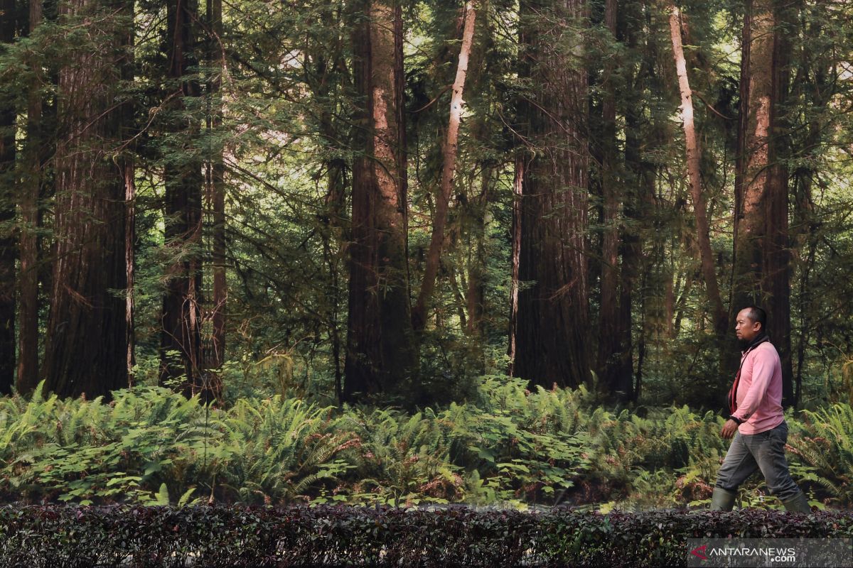 Luasan Rth Dki Jakarta 220619 Wpa 1 1 1