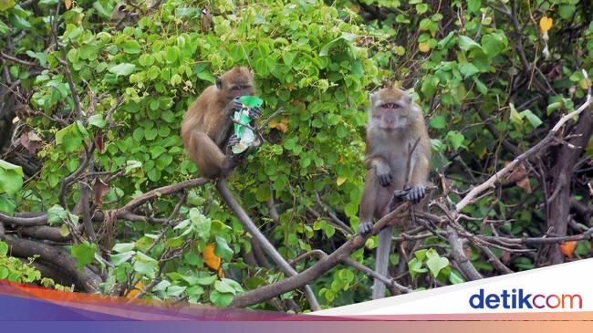 Memotret Aktivitas Para Satwa Di Pesisir Jakarta 5 169 1