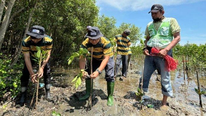 Penanaman Bibit Pohon Mangrove Yang Dilaksanakans 1