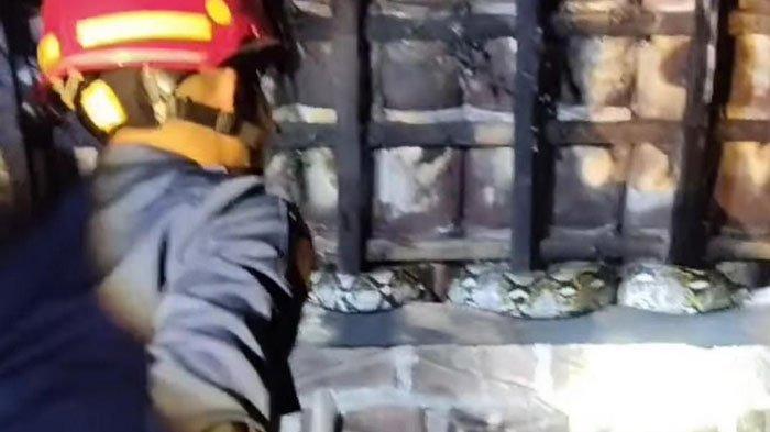 Petugas Pemadam Kebakaran Kabupaten Trenggalek Mengevakuasi Ular Piton Dari Rumah Warga 1