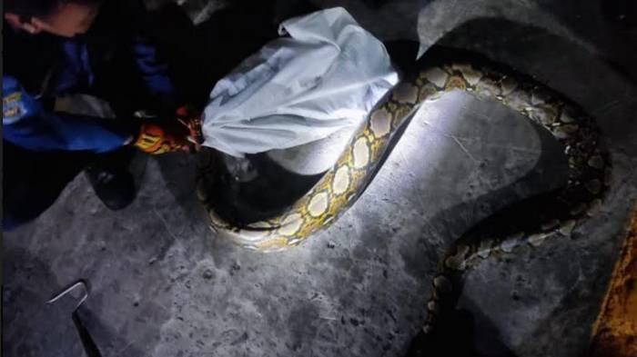 Petugas Saat Mengevakuasi Ular Piton Yang Masuk Ke Rumah Warga Di Kelurahan Jati Sidoarjo 2