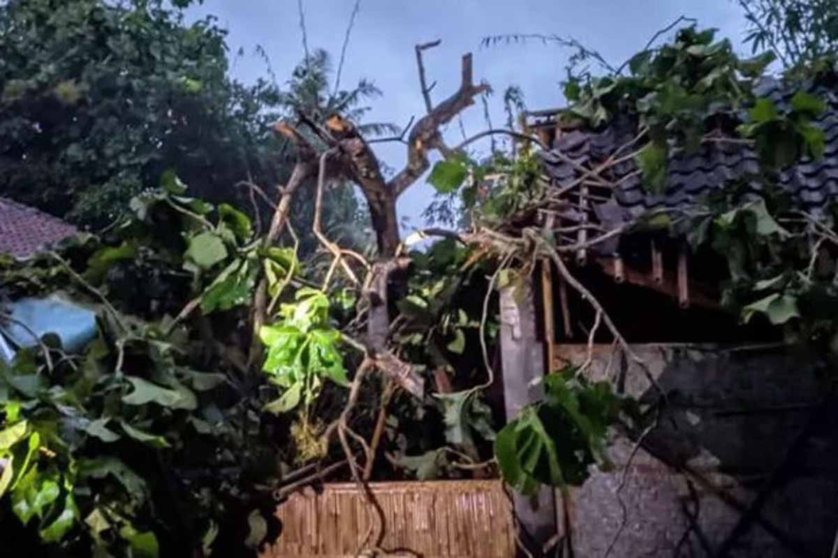 Pohon Tumbang Karena Terdampak Cuaca Ekstrem Di Bantul Diy Vfy8 1