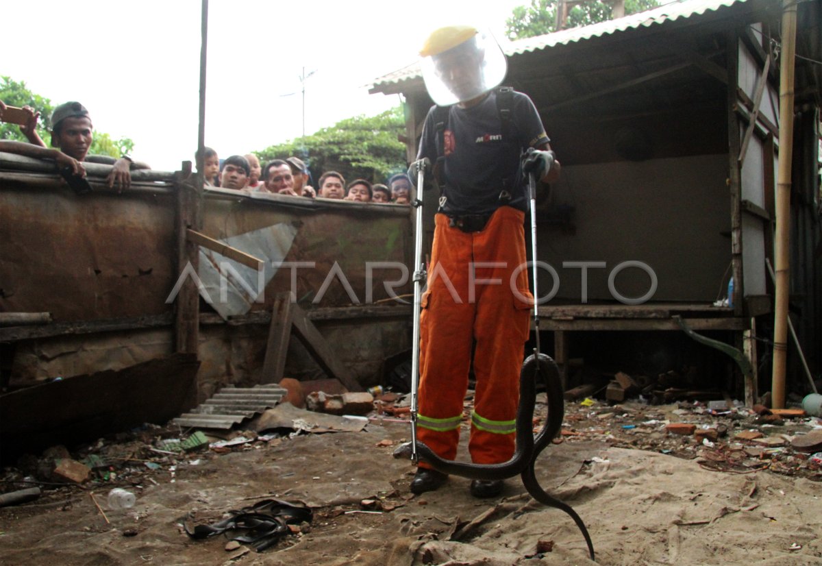 Temuan Ular Kobra Di Permukiman Warga Ndgz Dom 1